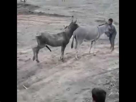 mujeres follando con caballo|Mujer follando con un burro